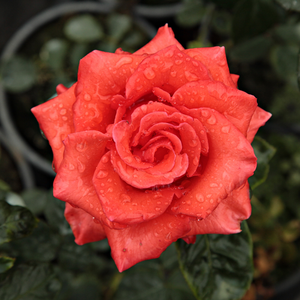 Szkółka róż - róża wielkokwiatowa - Hybrid Tea - czerwony  - Rosa  Clarita - róża z dyskretnym zapachem - Francis Meilland - Świetna róża do cięcia, jej kwiaty są trwałe. Powoli przekwita, na jaskrawy kolor.